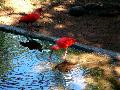 gal/holiday/Brazil 2005 - Foz do Iguacu Birds Sanctuary/_thb_Bird_Sanctuary_Iguacu_DSCF1214.jpg